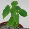 cherimoya
